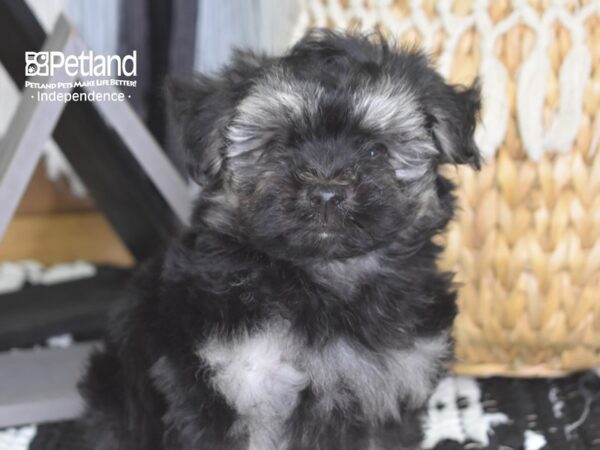 Malti Poo-DOG-Male--4214-Petland Lee's Summit, MO