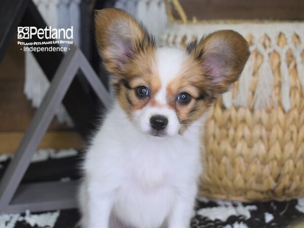 Papillon-DOG-Female-White and Red-4224-Petland Lee's Summit, MO