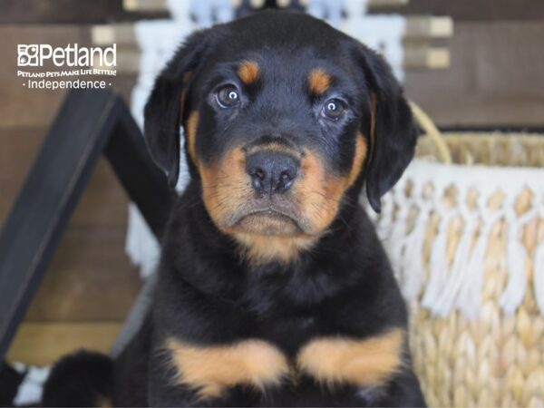 Rottweiler-DOG-Male-Black and Mahogany-4223-Petland Lee's Summit, MO