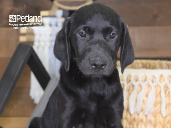 Labrador Retriever-DOG-Female-Black-4207-Petland Lee's Summit, MO