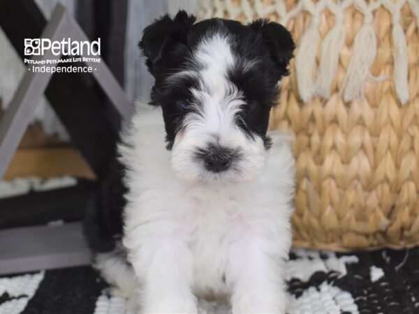 Miniature Schnauzer-DOG-Female--4221-Petland Lee's Summit, MO
