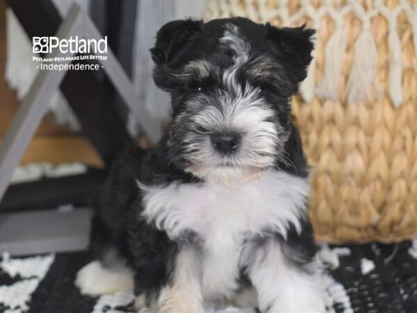 Miniature Schnauzer-DOG-Male--4222-Petland Lee's Summit, MO