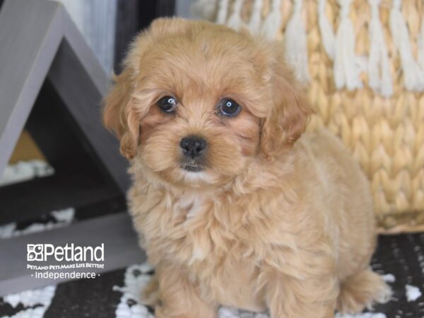 Pekapoo-DOG-Female--4231-Petland Lee's Summit, MO
