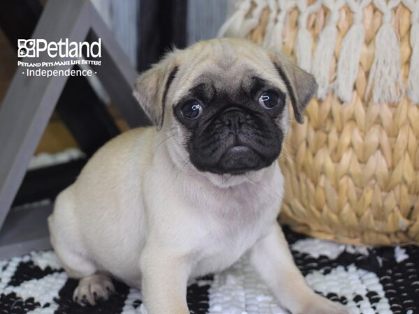 Pug-DOG-Male-Fawn Black Mask-4239-Petland Lee's Summit, MO