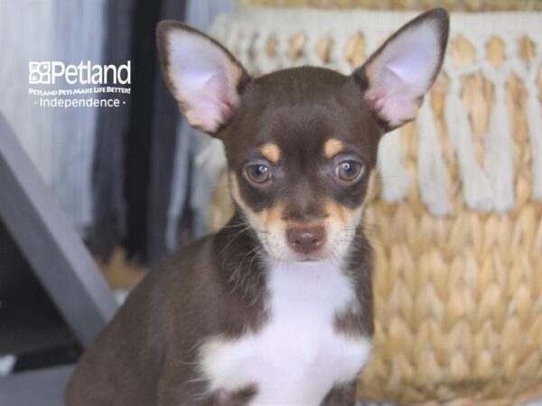 Chihuahua-DOG-Male--4225-Petland Lee's Summit, MO