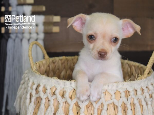Chihuahua-DOG-Male--4226-Petland Lee's Summit, MO
