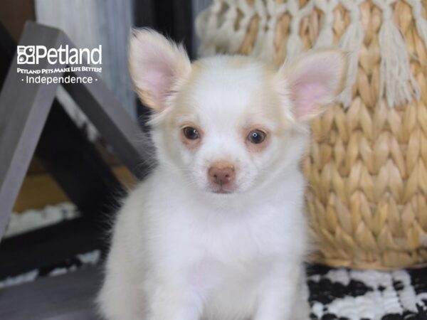 Chihuahua-DOG-Female--4227-Petland Lee's Summit, MO