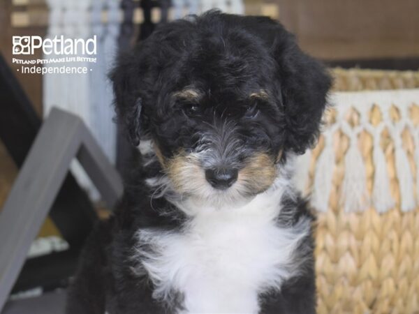 Miniature Aussiedoodle-DOG-Female-Black and White-4244-Petland Lee's Summit, MO