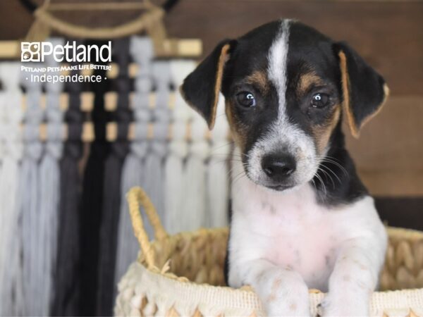 Jack Russell Terrier-DOG-Male--4235-Petland Lee's Summit, MO