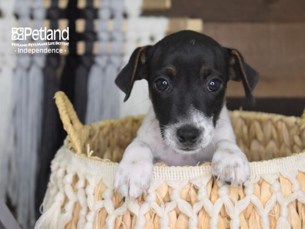 Jack Russell Terrier-DOG-Male-Tri Color-4234-Petland Lee's Summit, MO