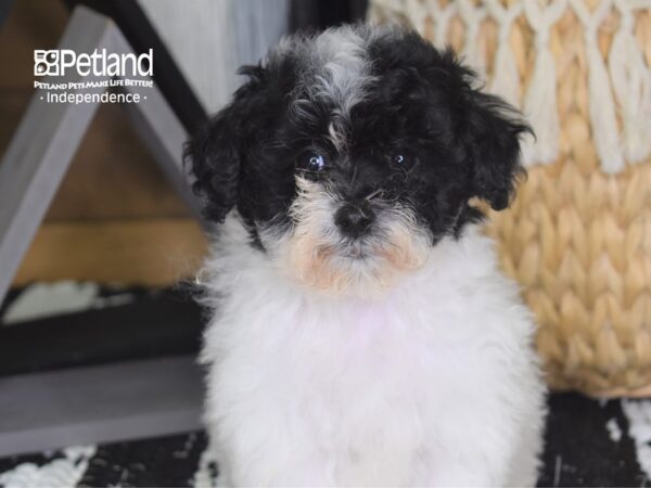 Bichon Poo-DOG-Female-Black and White Parti-4241-Petland Lee's Summit, MO