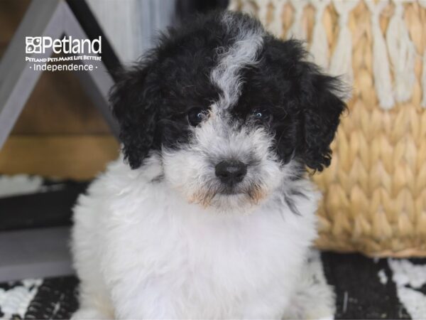 Bichon Poo-DOG-Female--4230-Petland Lee's Summit, MO