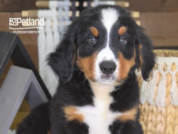 Bernese Mountain Dog-DOG-Male-Black, Rust & White-4256-Petland Lee's Summit, MO