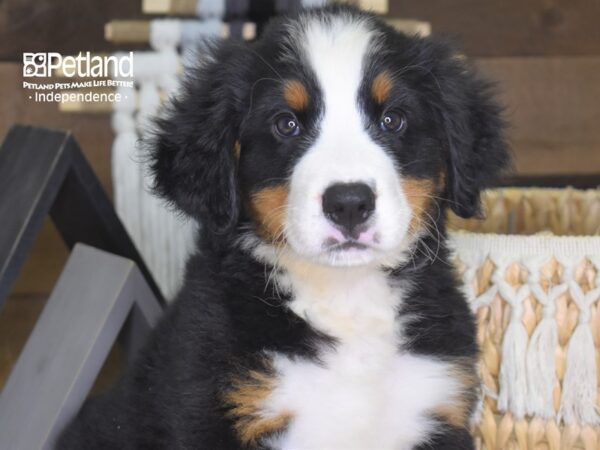 Bernese Mountain Dog-DOG-Male-Black, Rust & White-4255-Petland Lee's Summit, MO