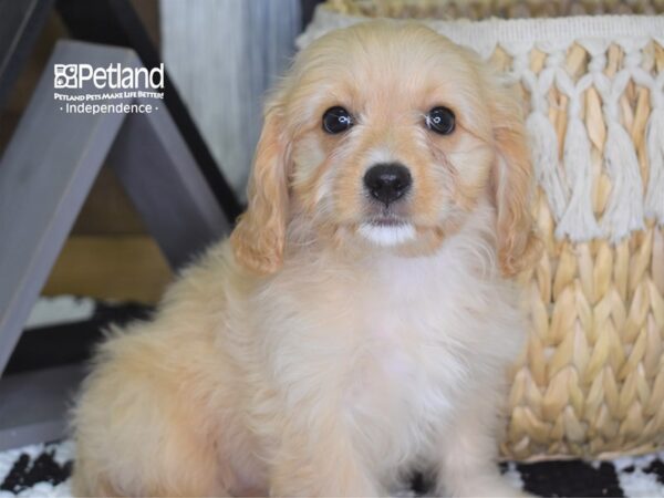 Cavachon-DOG-Female-Cream-4252-Petland Lee's Summit, MO