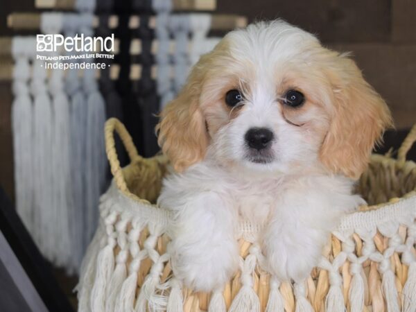 Cavachon-DOG-Male-Cream & White-4251-Petland Lee's Summit, MO