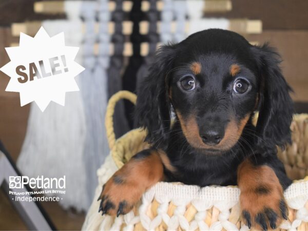Dachshund-DOG-Male-Black and Tan-4153-Petland Lee's Summit, MO