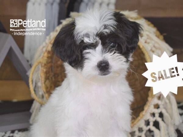 Morkie-Poo-DOG-Female-Black & White-4188-Petland Lee's Summit, MO