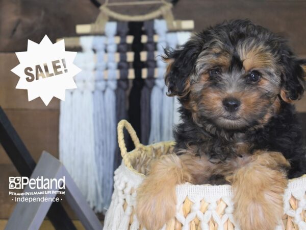 Yorkiepoo-DOG-Male-Black and Tan-4180-Petland Lee's Summit, MO