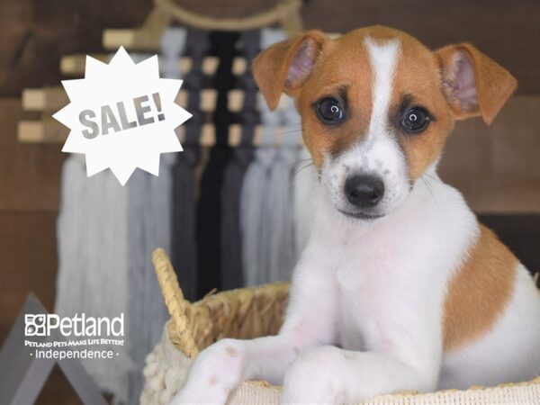 Jack Russell Terrier-DOG-Male-Brown and White-4172-Petland Lee's Summit, MO