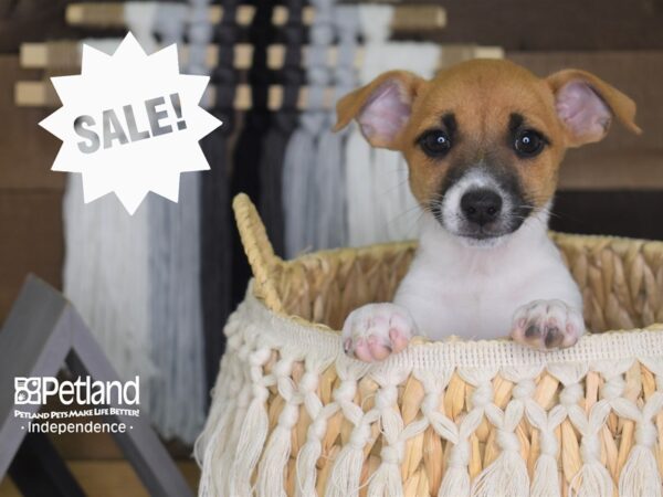 Jack Russell Terrier-DOG-Female-Brown and White-4173-Petland Lee's Summit, MO