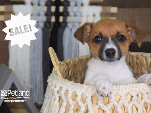 Jack Russell Terrier-DOG-Female-Brown and White-4174-Petland Lee's Summit, MO