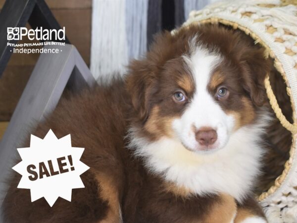 Miniature Australian Shepherd-DOG-Male-Red Tri-4185-Petland Lee's Summit, MO