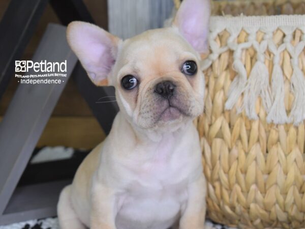French Bulldog-DOG-Male-Cream-4259-Petland Lee's Summit, MO