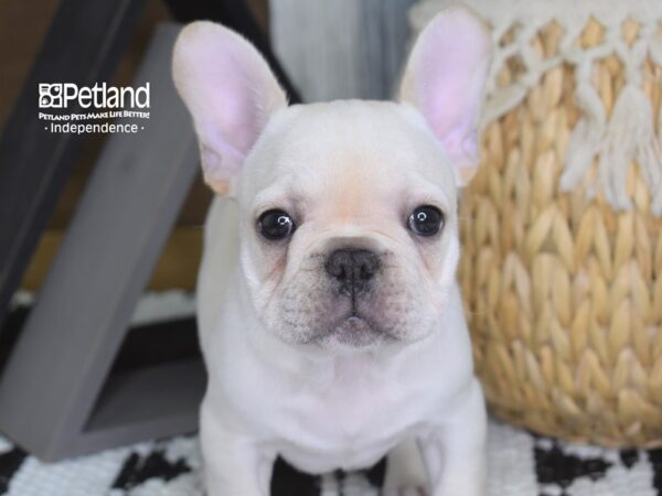 French Bulldog-DOG-Male-Cream-4260-Petland Lee's Summit, MO