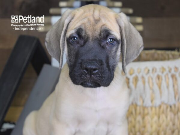 English Mastiff-DOG-Male-Fawn-4258-Petland Lee's Summit, MO