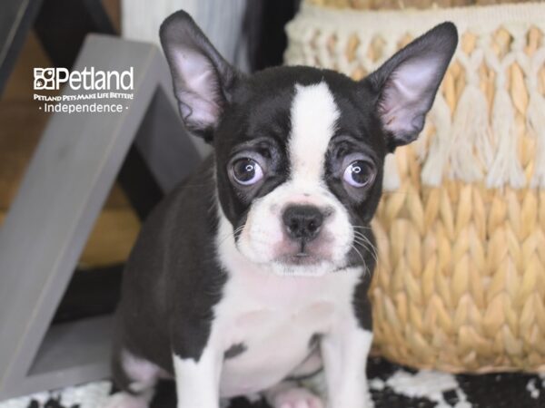 Boston Terrier-DOG-Female-Black and White-4257-Petland Lee's Summit, MO