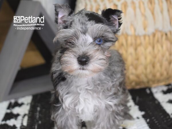 Miniature Schnauzer-DOG-Female-Chocolate Merle-4264-Petland Lee's Summit, MO