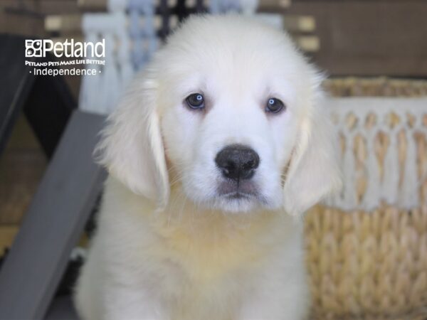 Golden Retriever-DOG-Female-Light Golden-4250-Petland Lee's Summit, MO