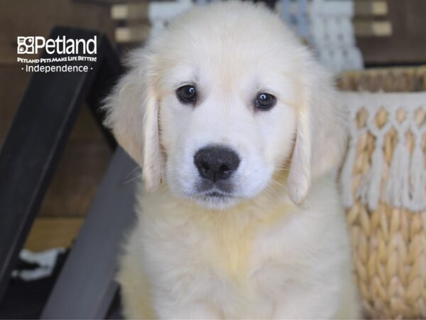 Golden Retriever-DOG-Male-Light Golden-4261-Petland Lee's Summit, MO