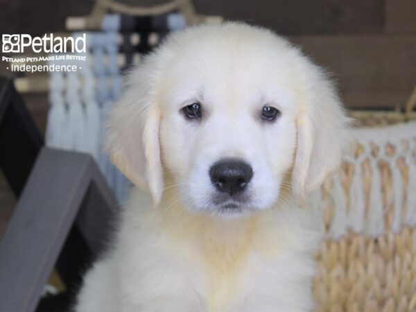 Golden Retriever-DOG-Male-Light Golden-4249-Petland Lee's Summit, MO