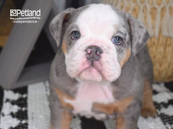 English Bulldog-DOG-Female-Blue Merle-4266-Petland Lee's Summit, MO