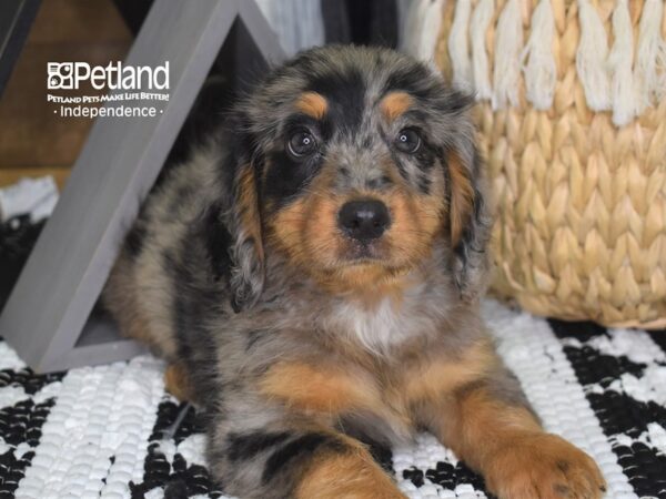 Miniature Bernadoodle-DOG-Male-Blue Merle-4272-Petland Lee's Summit, MO