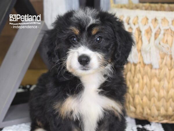 Miniature Bernadoodle-DOG-Female-Black Tan and White-4271-Petland Lee's Summit, MO