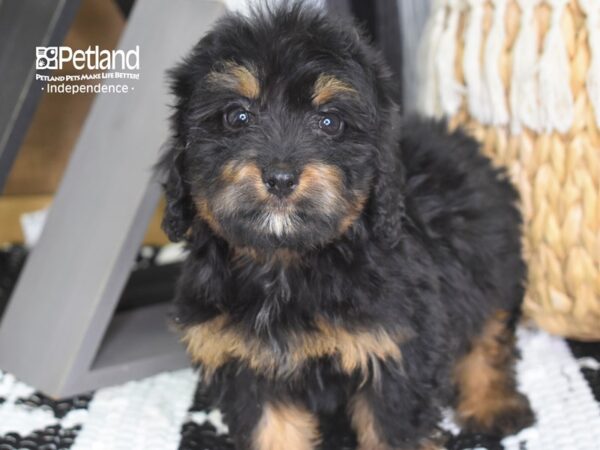 Miniature Bernadoodle-DOG-Female-Black and Tan-4270-Petland Lee's Summit, MO