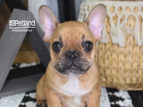 French Bulldog-DOG-Male-Red-4274-Petland Lee's Summit, MO