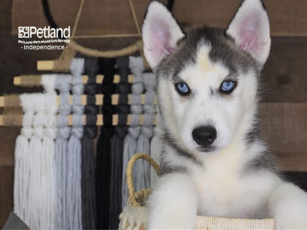 Siberian Husky-DOG-Male-Black Grey and White-4269-Petland Lee's Summit, MO