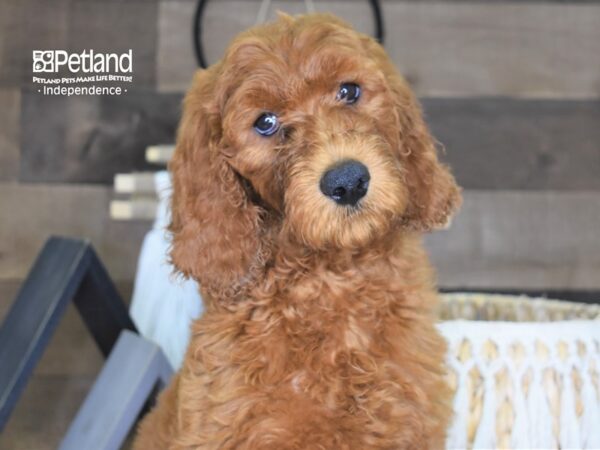 Goldendoodle 2nd Gen-DOG-Female-Red-4267-Petland Lee's Summit, MO