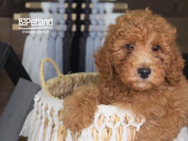 Miniature Goldendoodle-DOG-Male-Red-4276-Petland Lee's Summit, MO