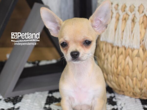 Chihuahua-DOG-Female-Tan-4283-Petland Lee's Summit, MO