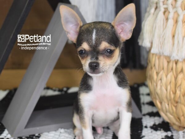 Chihuahua-DOG-Male-Black, tan, & white-4280-Petland Lee's Summit, MO