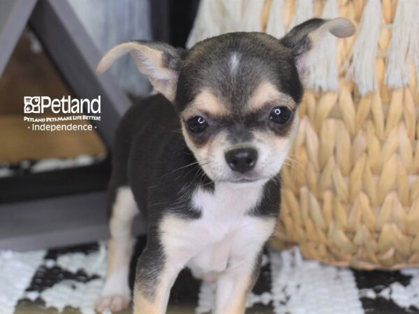 Chihuahua-DOG-Male-Black, tan & white-4278-Petland Lee's Summit, MO