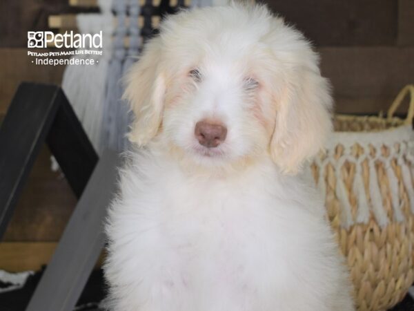 Miniature Aussiedoodle-DOG-Male-Cream-4245-Petland Lee's Summit, MO