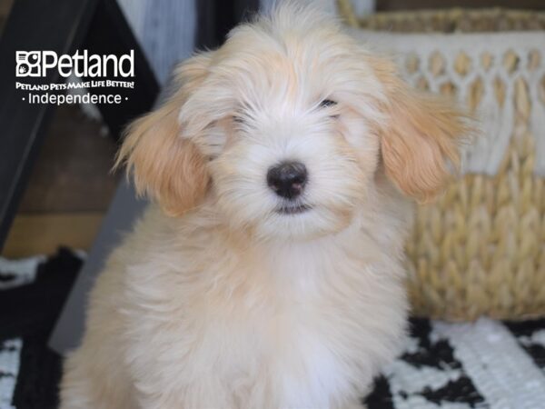 Maltipoo-DOG-Male-Cream-4285-Petland Lee's Summit, MO