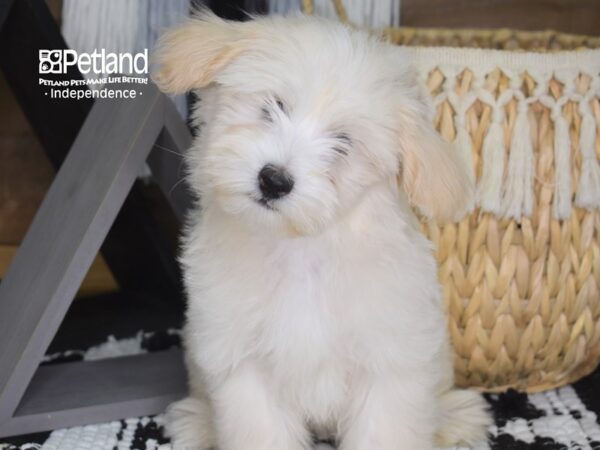 Maltipoo-DOG-Male-Cream-4284-Petland Lee's Summit, MO