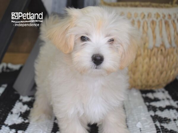 Maltipoo-DOG-Male-Cream-4286-Petland Lee's Summit, MO